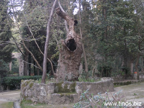 rodos 347